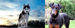 Alaskan Husky vs Doberman Pinscher - Breed Comparison