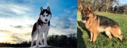 Alaskan Husky vs German Shepherd - Breed Comparison