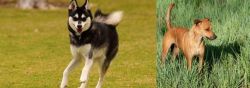 Alaskan Klee Kai vs Africanis - Breed Comparison