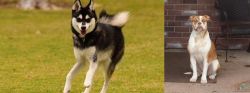 Alaskan Klee Kai vs Alapaha Blue Blood Bulldog - Breed Comparison