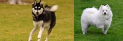 Alaskan Klee Kai vs American Eskimo Dog - Breed Comparison