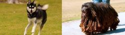 Alaskan Klee Kai vs Bergamasco - Breed Comparison
