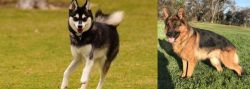 Alaskan Klee Kai vs German Shepherd - Breed Comparison