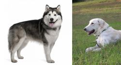 Alaskan Malamute vs Akbash Dog - Breed Comparison