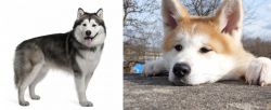 Alaskan Malamute vs Akita - Breed Comparison
