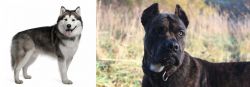 Alaskan Malamute vs Alano Espanol - Breed Comparison