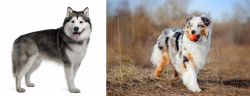 Alaskan Malamute vs Australian Shepherd - Breed Comparison