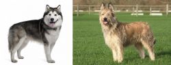 Alaskan Malamute vs Berger Picard - Breed Comparison