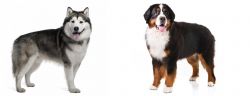 Alaskan Malamute vs Bernese Mountain Dog - Breed Comparison