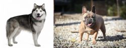 Alaskan Malamute vs French Bulldog - Breed Comparison