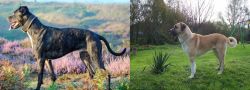 Alaunt vs Anatolian Shepherd - Breed Comparison