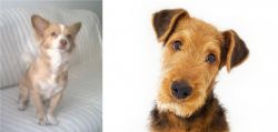 Alopekis vs Airedale Terrier - Breed Comparison