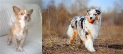 Alopekis vs Australian Shepherd - Breed Comparison