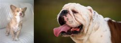 Alopekis vs English Bulldog - Breed Comparison