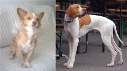 Alopekis vs English Pointer - Breed Comparison