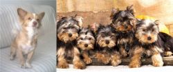 Alopekis vs Yorkshire Terrier - Breed Comparison