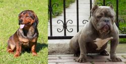 Alpine Dachsbracke vs American Bully - Breed Comparison