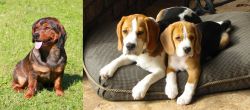 Alpine Dachsbracke vs Beagle - Breed Comparison