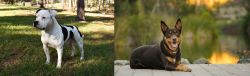 American Bulldog vs Australian Kelpie - Breed Comparison