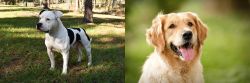 American Bulldog vs Golden Retriever - Breed Comparison