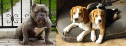 American Bully vs Beagle - Breed Comparison