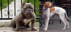 American Bully vs English Pointer - Breed Comparison