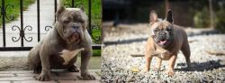 American Bully vs French Bulldog - Breed Comparison