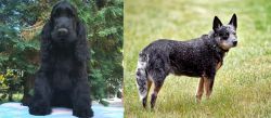 American Cocker Spaniel vs Austrailian Blue Heeler - Breed Comparison