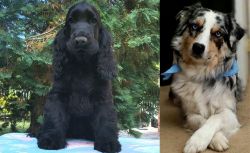 American Cocker Spaniel vs Australian Collie - Breed Comparison