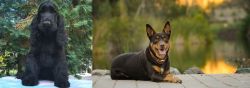American Cocker Spaniel vs Australian Kelpie - Breed Comparison