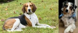 American English Coonhound vs Australian Collie - Breed Comparison