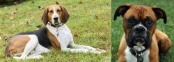 American English Coonhound vs Boxer - Breed Comparison