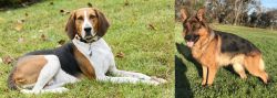 American English Coonhound vs German Shepherd - Breed Comparison