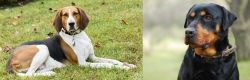 American English Coonhound vs Rottweiler - Breed Comparison