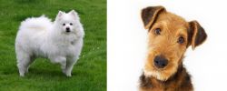 American Eskimo Dog vs Airedale Terrier - Breed Comparison