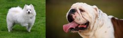 American Eskimo Dog vs English Bulldog - Breed Comparison