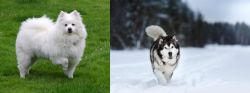 American Eskimo Dog vs Siberian Husky - Breed Comparison