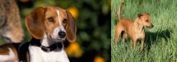 American Foxhound vs Africanis - Breed Comparison