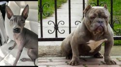 American Hairless Terrier vs American Bully - Breed Comparison