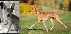 American Hairless Terrier vs Azawakh - Breed Comparison
