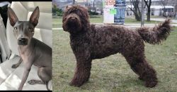 American Hairless Terrier vs Barbet - Breed Comparison