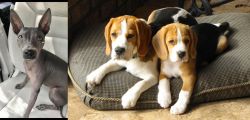 American Hairless Terrier vs Beagle - Breed Comparison