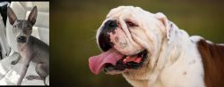 American Hairless Terrier vs English Bulldog - Breed Comparison