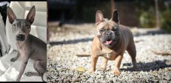 American Hairless Terrier vs French Bulldog - Breed Comparison