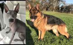 American Hairless Terrier vs German Shepherd - Breed Comparison