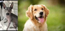 American Hairless Terrier vs Golden Retriever - Breed Comparison