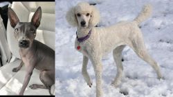 American Hairless Terrier vs Poodle - Breed Comparison