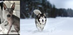 American Hairless Terrier vs Siberian Husky - Breed Comparison
