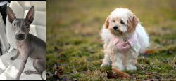 American Hairless Terrier vs West Highland White Terrier - Breed Comparison