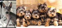 American Hairless Terrier vs Yorkshire Terrier - Breed Comparison